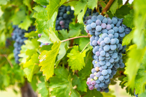 Jesus, true Vine, bearing fruit in us